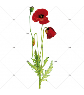 Sticker-coquelicots-fleurs-été-provence-adhésif-encres-écologiques-latex-décoration-intérieure-DECO-VITRES