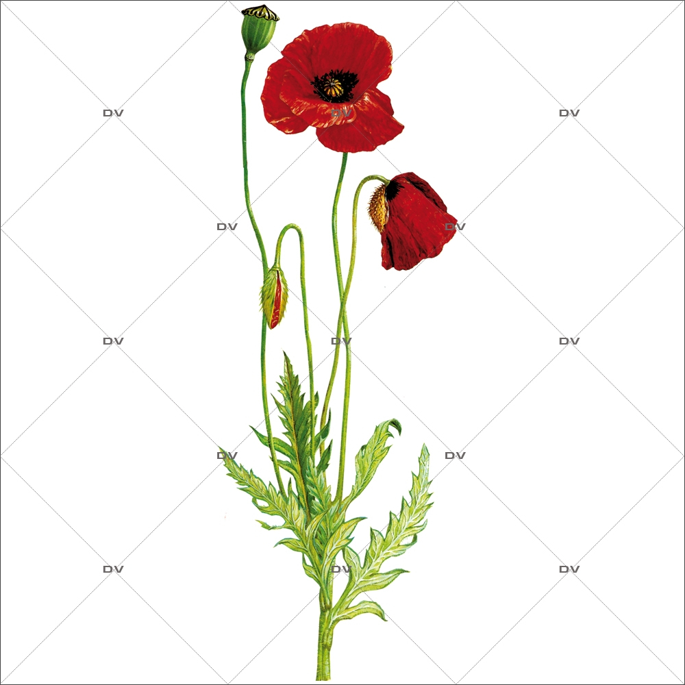 Stickers coquelicot. Stickers muraux fleurs et plantes personnalisé