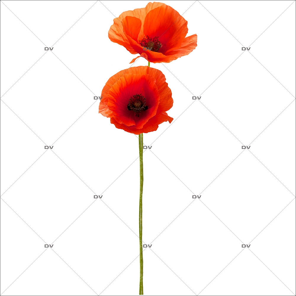 Sticker-tige-de-coquelicots-provence-fleurs-été-vitrophanie-décoration-vitrine-estivale-électrostatique-sans-colle-repositionnable-réutilisable-DECO-VITRES