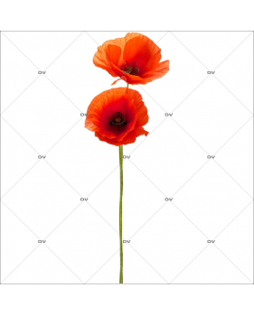 Sticker-tige-de-coquelicots-provence-fleurs-été-vitrophanie-décoration-vitrine-estivale-électrostatique-sans-colle-repositionnable-réutilisable-DECO-VITRES