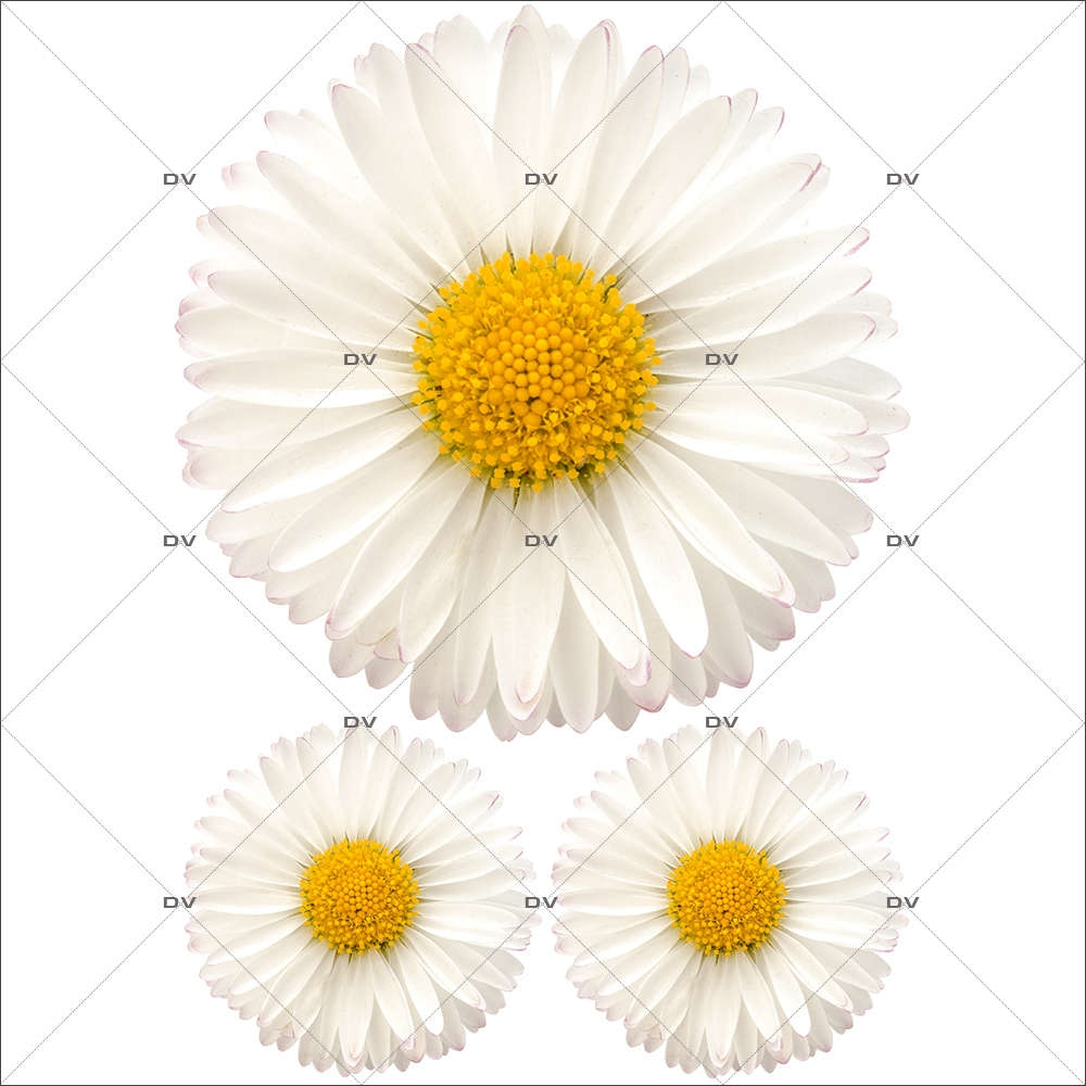 Sticker-pâquerettes-fleurs-printemps-été-vitrophanie-décoration-vitrine-estivale-printanière-électrostatique-sans-colle-repositionnable-réutilisable-DECO-VITRES Sticker-pâquerettes-fleurs-printemps-été-vitrophanie-décoration-vitrine-estivale-printanière-électrostatique-sans-colle-repositionnable-réutilisable-DECO-VITRES