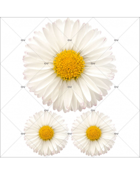 Sticker-pâquerettes-fleurs-printemps-été-vitrophanie-décoration-vitrine-estivale-printanière-électrostatique-sans-colle-repositionnable-réutilisable-DECO-VITRES