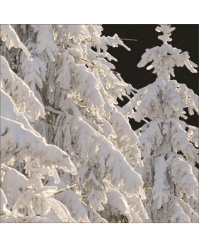 gros-plan-sticker-angle-foret-sapins-enneiges-vitrine-noel-electrostatique-vitrophanie-sans-colle-DECO-VITRES-DSP7G