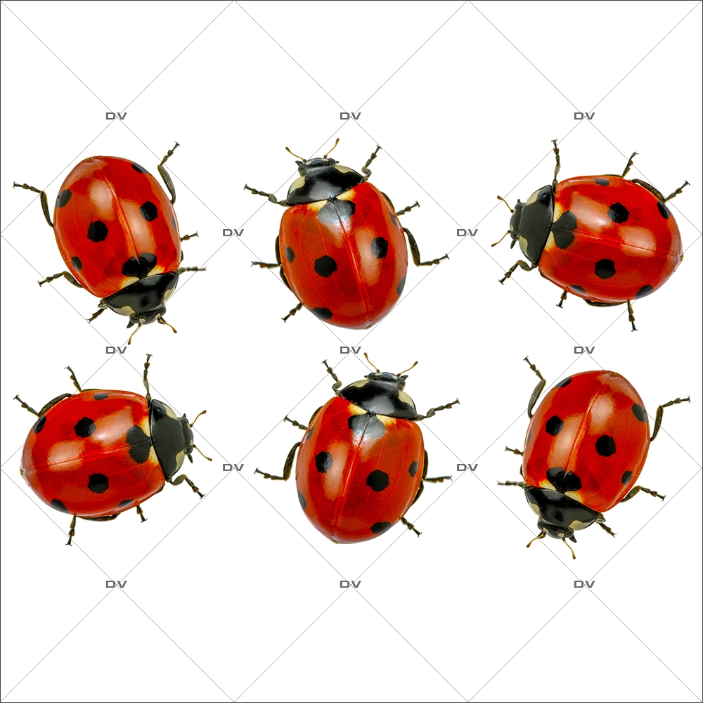 sticker-coccinelles-printemps-ete-provence-insecte-animaux-vitrophanie-electrostatique-sans-colle-decoration-st-patrick-DECO-VITRES-COCC3