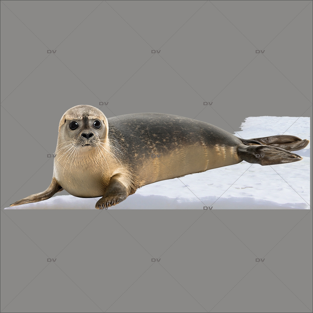 BQPH1 - Sticker phoque banquise