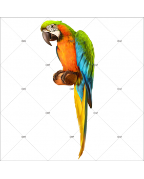 ARA5 - Sticker perroquet