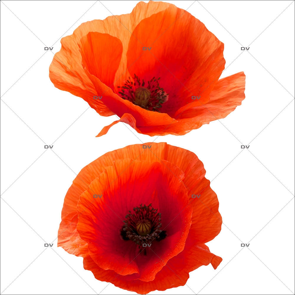 Sticker-2-coquelicots-provence-fleurs-été-vitrophanie-décoration-vitrine-estivale-électrostatique-sans-colle-repositionnable-réutilisable-DECO-VITRES