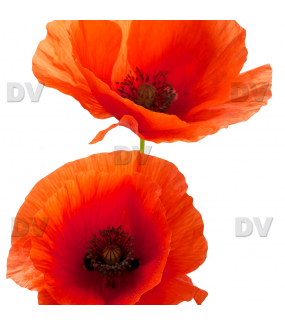 Sticker-2-coquelicots-provence-fleurs-été-vitrophanie-décoration-vitrine-estivale-électrostatique-sans-colle-repositionnable-réutilisable-DECO-VITRES